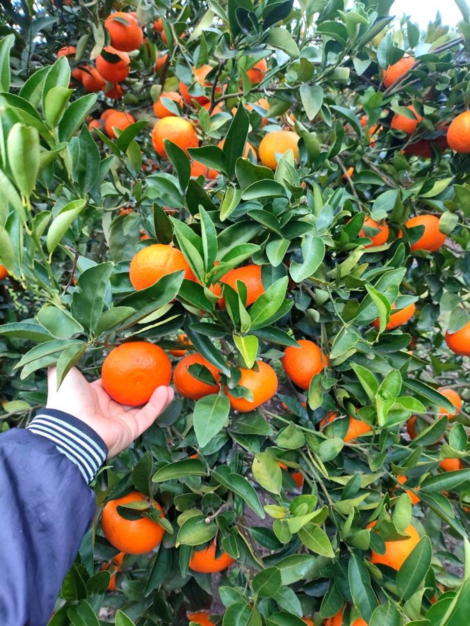 Mandarinas W. Murcott en la planta