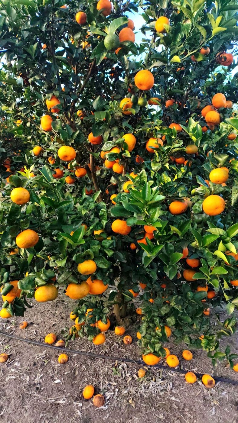 Planta de mandarina cargada de fruta en nuestra quinta