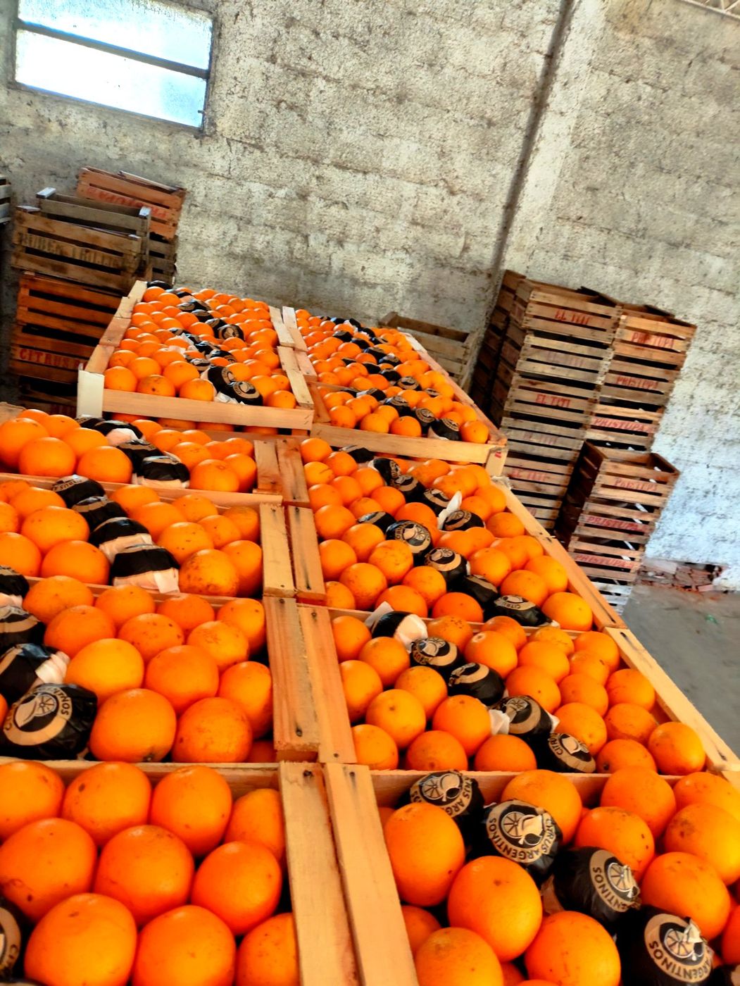 Cajones de naranjas embaladas listas para despachar en nuestro galpón
