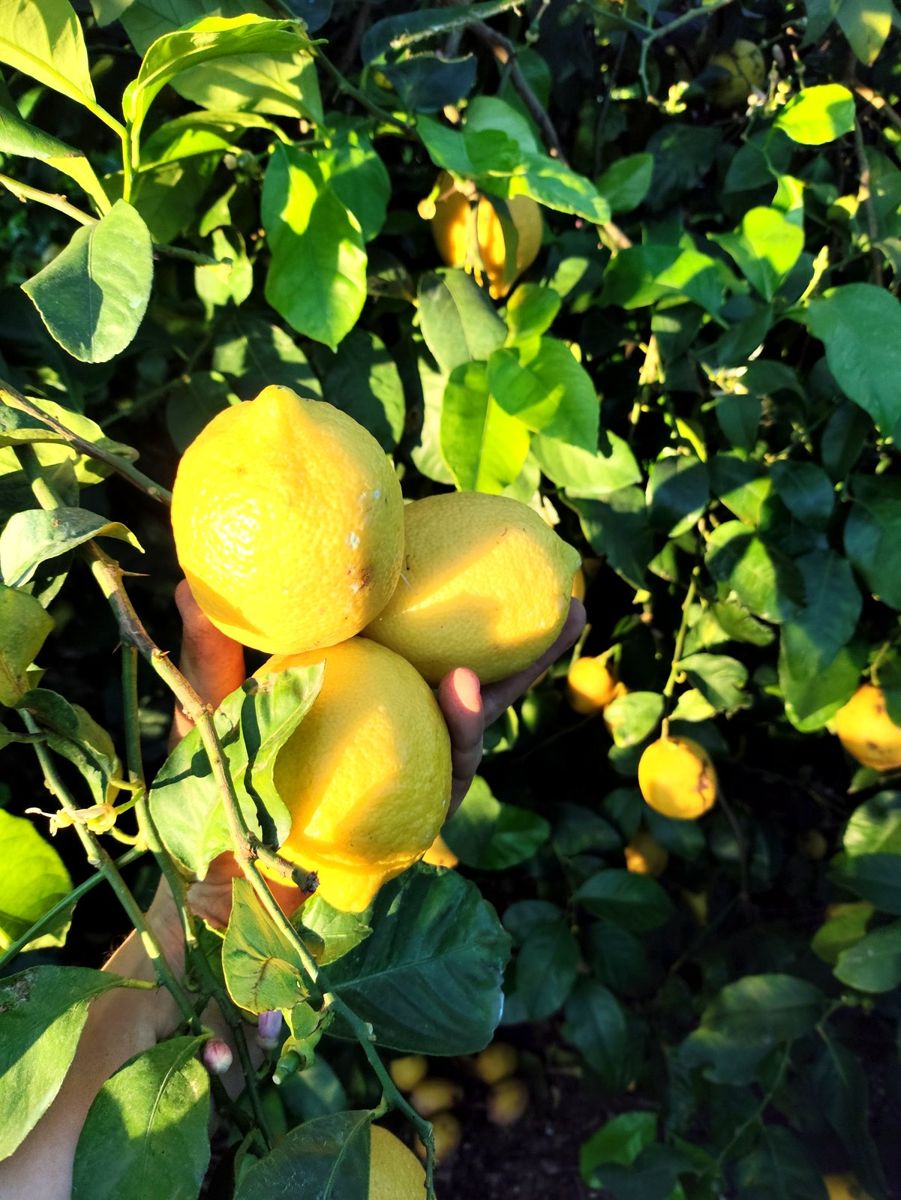 Limones recién cosechados en la planta