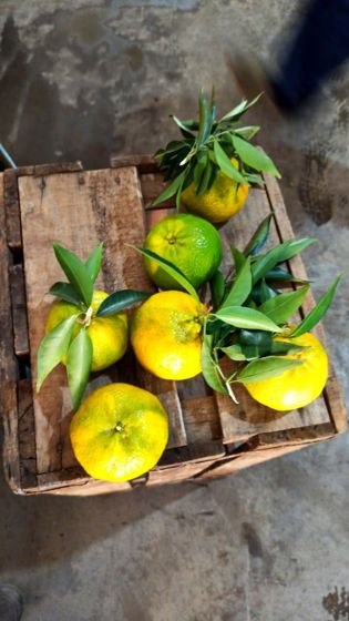 Mandarina común