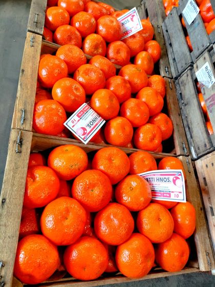 Mandarina Ellendale