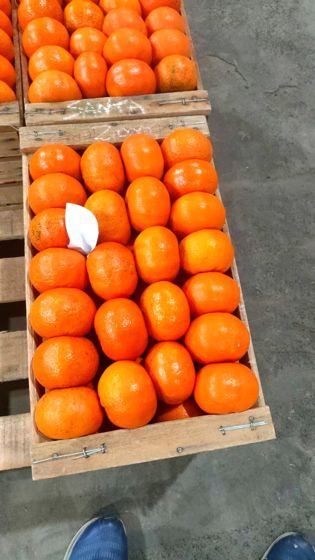 Mandarina Nova