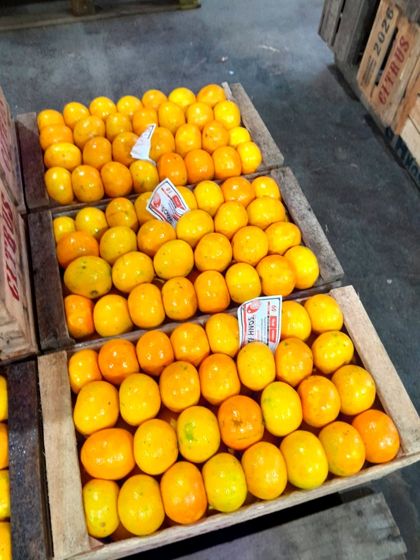 Mandarina Okitsu