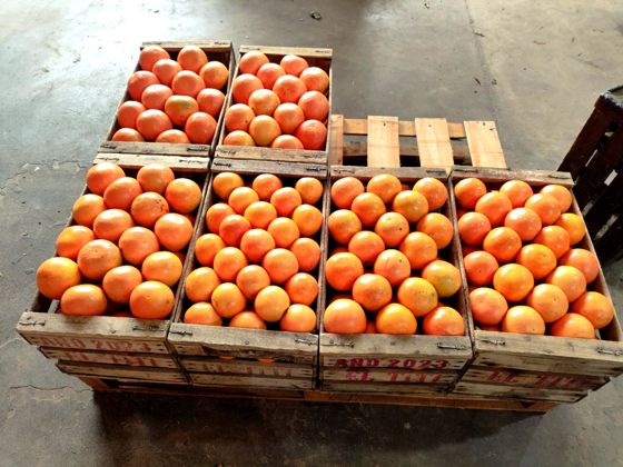 Pomelo rojo