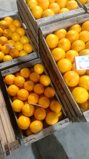 Naranja Salustiana