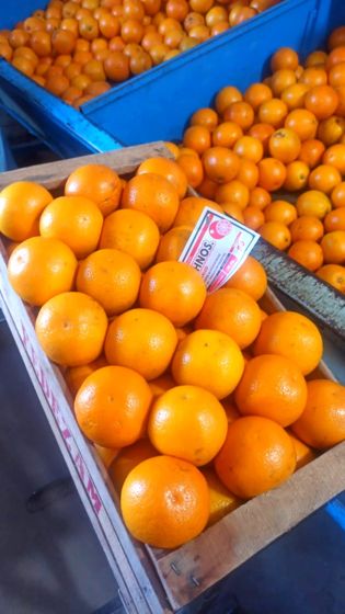 Naranja de verano