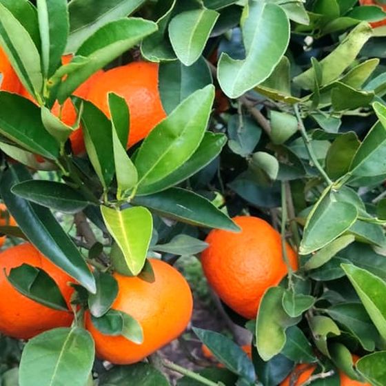 Mandarina W. Murcott